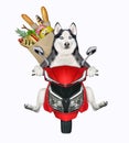 Dog husky rides red motorbike