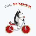 Dog husky rides a watermelon bicycle