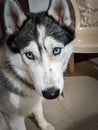 Dog husky Siberian husky blueeyeshusky cutedog