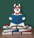 Dog husky sitting on pile of books