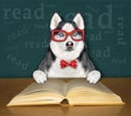 Dog husky smart reads book at desk