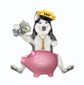 Dog husky taxi driver saves money for car Royalty Free Stock Photo