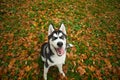 Dog husky walking outdoor in the autumn park Royalty Free Stock Photo