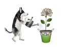 Dog husky watering money flower
