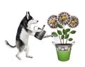 Dog husky watering money flowers