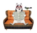 Dog husky on wicker sofa reads paper Royalty Free Stock Photo