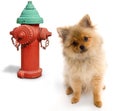 Dog and Hydrant