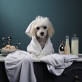 Dog hygiene clean animal cute care grooming breed pets puppy Royalty Free Stock Photo