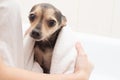 Dog hygiene and health. Cute, small pet after bathing in a towel on his hands