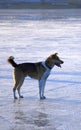 Dog on the ice