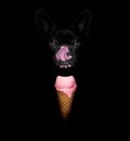 Dog with ice cream Royalty Free Stock Photo