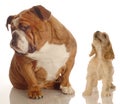 Dog ignoring yappy puppy Royalty Free Stock Photo