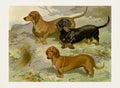 Dog Illustration. Dachshunds Royalty Free Stock Photo