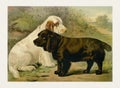 Dog Illustration. Field Spaniels Royalty Free Stock Photo