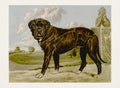 Dog Illustration. Mastiff Royalty Free Stock Photo