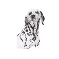 Dog illustration watercolor painting.Watercolor hand painted botanical. illustration of a Dog isolated on white background
