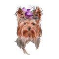 Dog illustration. Yorkie. . watercolor