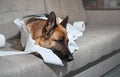 Dog indulged little when left alone at home and ate several rolls of toilet paper. Charming guilty pet with sad eyes. German Royalty Free Stock Photo