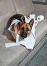 Dog indulged little when left alone at home and ate several rolls of toilet paper. Charming guilty pet with sad eyes. German Royalty Free Stock Photo