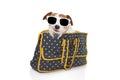 Dog inside a bag carrier ready for travel wearing sunglasses. Isolated on white background Royalty Free Stock Photo