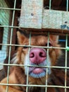 Dog inside cage