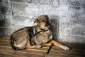 Dog inside cage in shelter