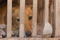 Dog victim of animal abuse and mistreatment