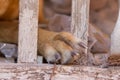 Dog victim of animal abuse and mistreatment Royalty Free Stock Photo