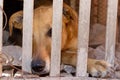 Dog victim of animal abuse and mistreatment