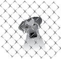 Dog inside a fence or cage