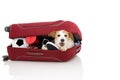 DOG INSIDE A RED MODERN BAGGAGE OR LUGGAGE GOING ON VACATIONS. ISOLATED AGAINST WHITE BACKGROUND Royalty Free Stock Photo