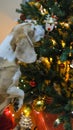 Dog interested in christmas tree toys, new year holidays concept. Cute beagle sits next to a decorated fir tree