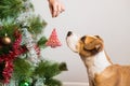 Dog interested in christmas tree toys, new year holidays concept. Royalty Free Stock Photo