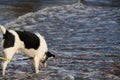 Dog investigates waves at lake on shore of Superior