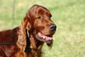 Dog Irish Setter