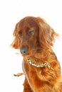 Dog Irish Setter