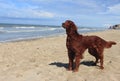 Dog Irish setter on the beach - Dunkerque Royalty Free Stock Photo