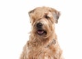 Dog. Irish soft coated wheaten terrier