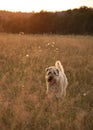 The dog runs in a field in the rays of the setting sun. Royalty Free Stock Photo