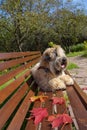 The dog, an Irish wheat soft-coated Terrier, lies on a bench in a public Park surrounded by bright autumn leaves