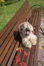 The dog, an Irish wheat soft-coated Terrier, lies on a bench in a public Park surrounded by bright autumn leaves