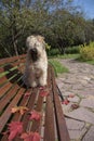 The dog, an Irish wheat soft-coated Terrier, sits on a bench in a public Park surrounded by bright autumn leaves