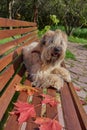 The dog, an Irish wheat soft-coated Terrier, sits on a bench in a public Park surrounded by bright autumn leaves