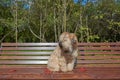 The dog, an Irish wheat soft-coated Terrier, sits on a bench in a public Park surrounded by bright autumn leaves