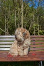 The dog, an Irish wheat soft-coated Terrier, sits on a bench in a public Park surrounded by bright autumn leaves