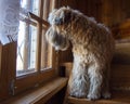 The dog, an Irish wheat Terrier, sits on a staircase in the house and looks out the window.