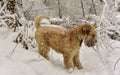 Dog Irish wheat Terrier in winter in the woods for a walk