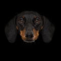 Dog isolated on black Royalty Free Stock Photo