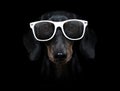 Dog isolated on black dramtic dark background Royalty Free Stock Photo