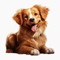 Dog isolated on white background Royalty Free Stock Photo